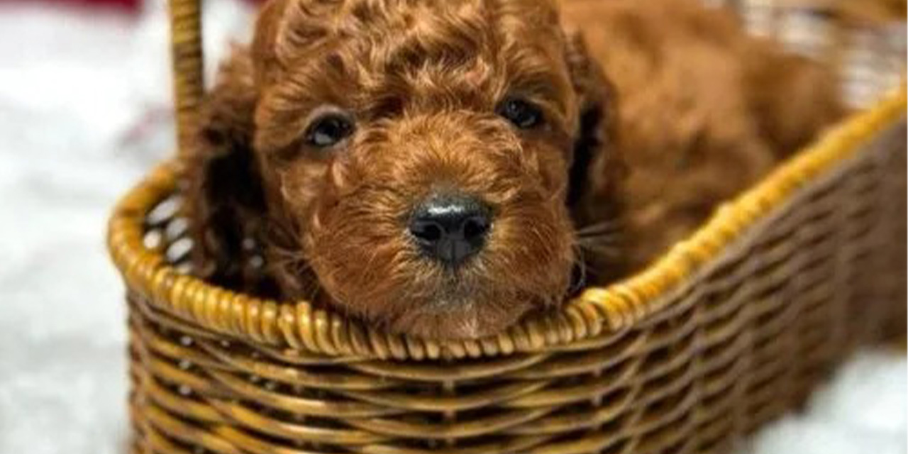 Pet teknolojileri: Dijital çağda evcil hayvan bakımı