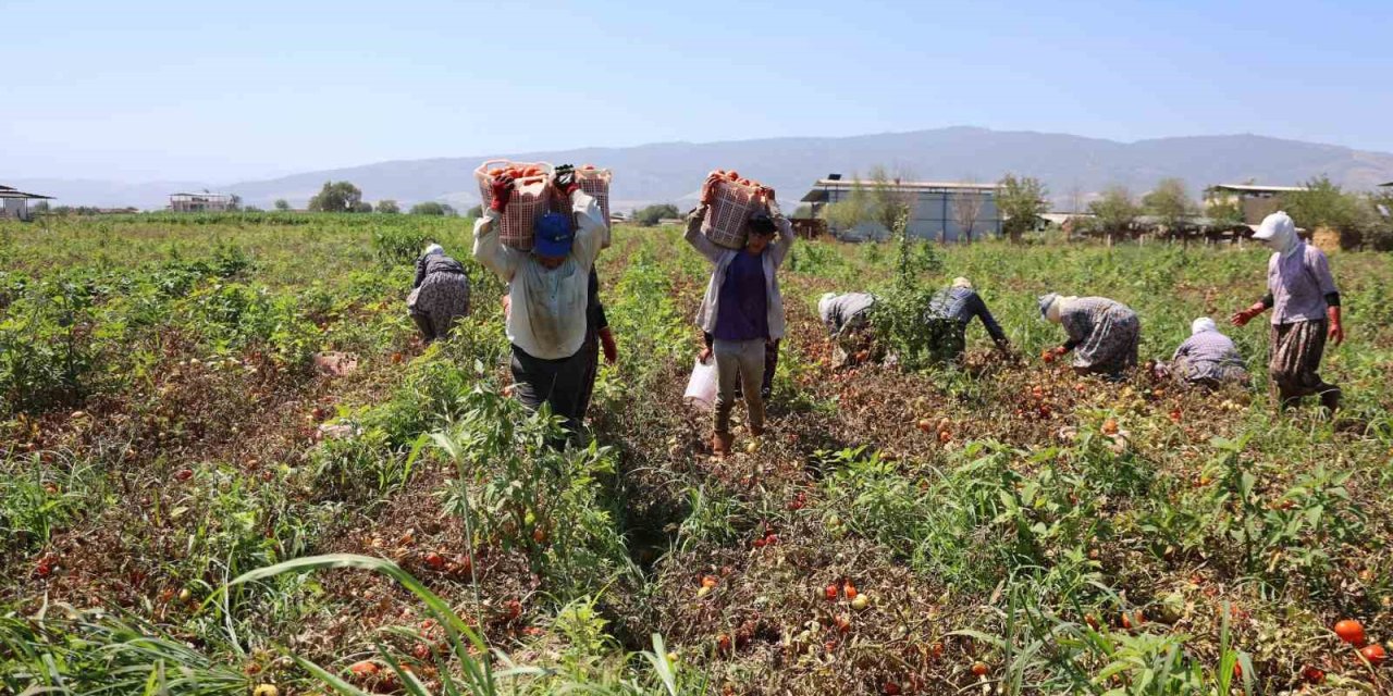 Domates işçileri çöl sıcaklarında saati 250 TL’ye ter döküyor