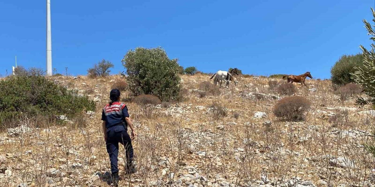Yaban hayatın son sığınağında jandarmadan denetim
