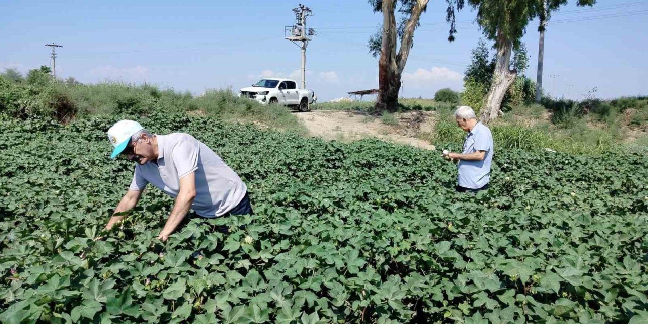 Söke’de pamuk tarlalarındaki verim umut veriyor