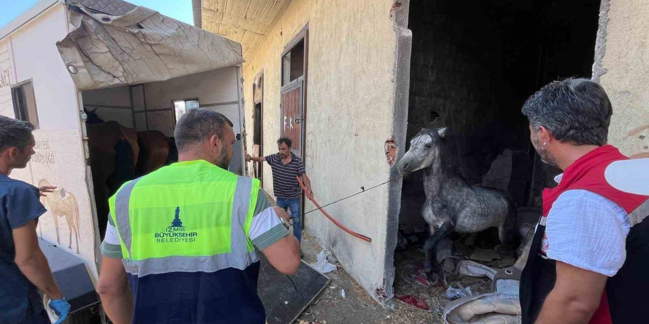 Buca’daki haralara terk edilen sahipsiz atlar kurtarıldı