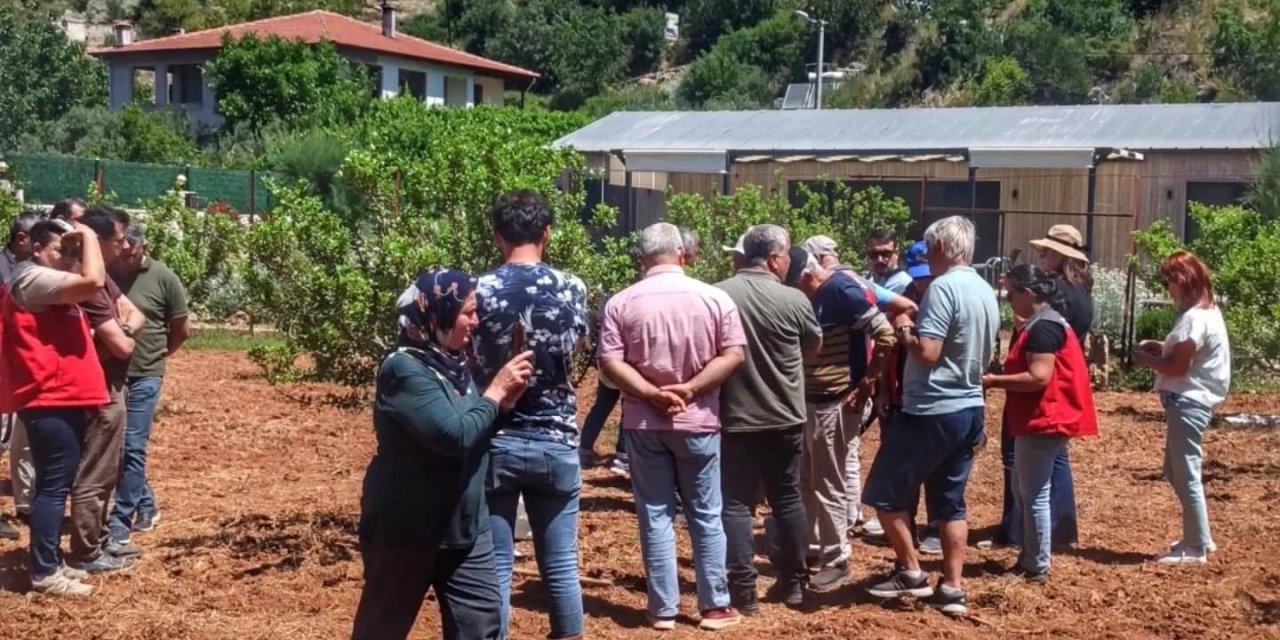 Muğla’da sakız hasadı başladı