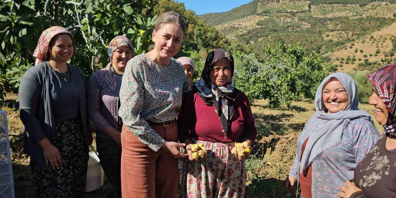 Nazilli Kaymakamı Kan incir hasadında