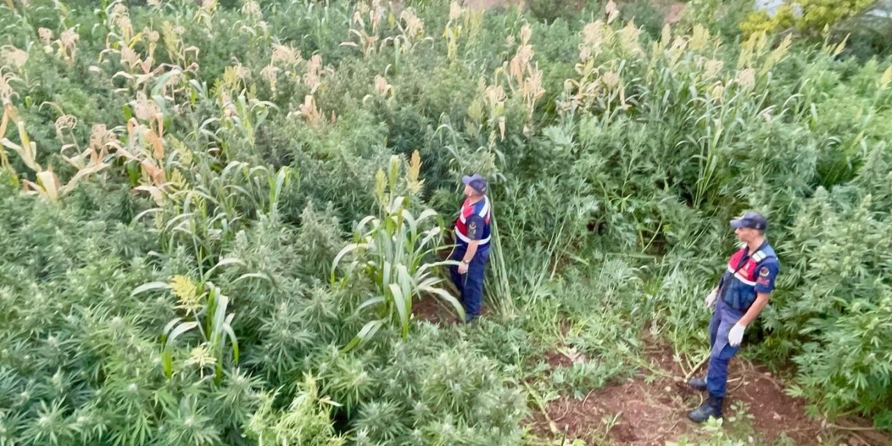 Mısır tarlası zehir tarlası çıktı