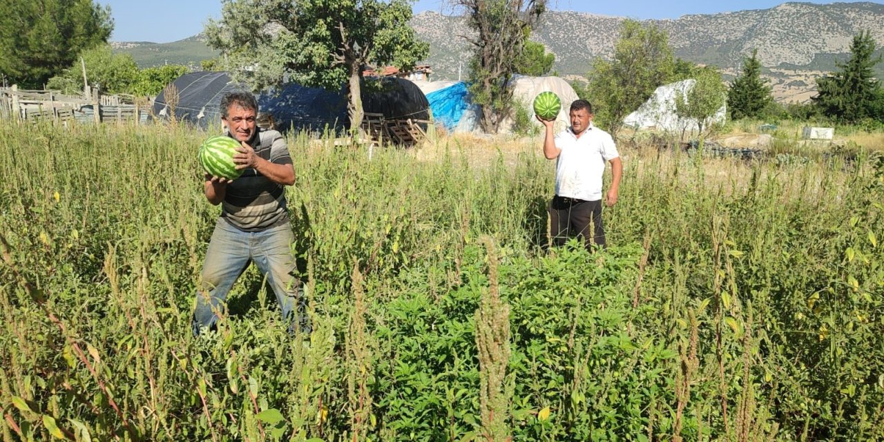 Tarladan kendi toplayana karpuz bedava