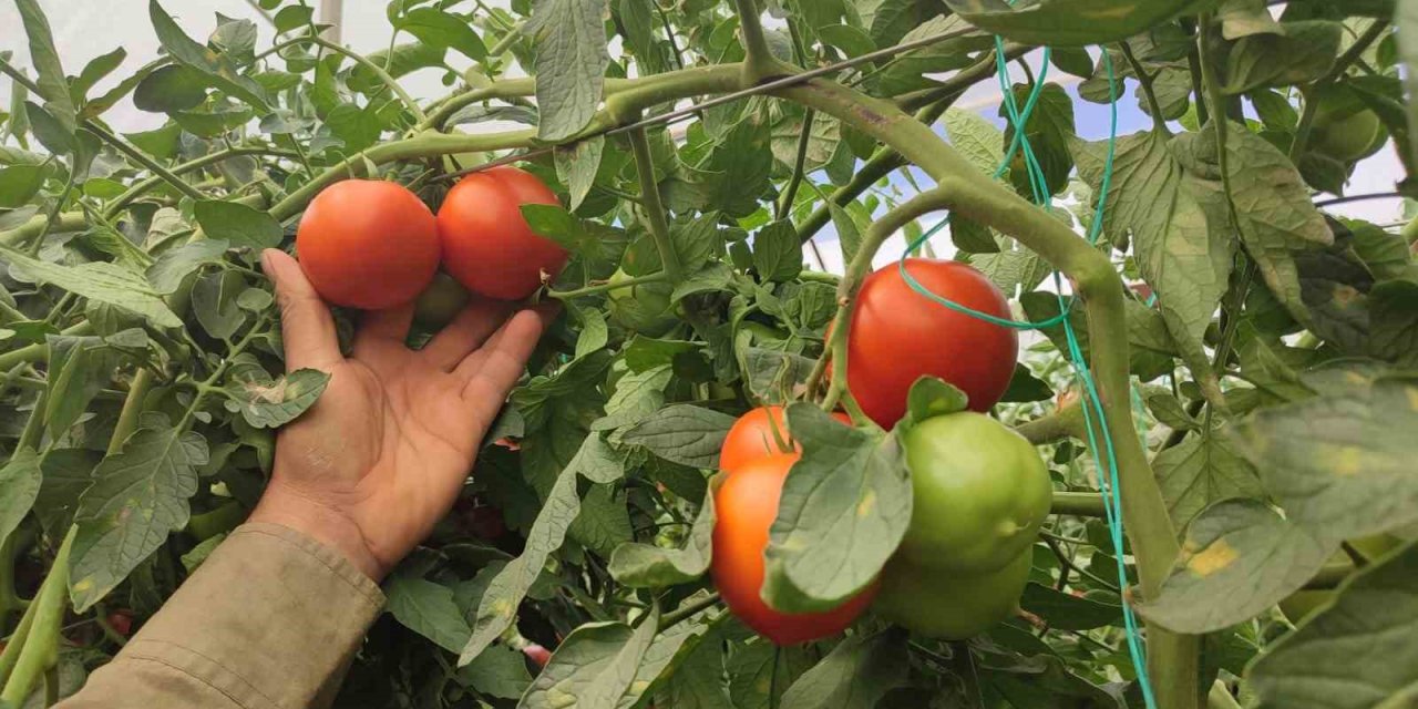 Dekarda 17 ton domates üreten çiftçinin yüzü güldü