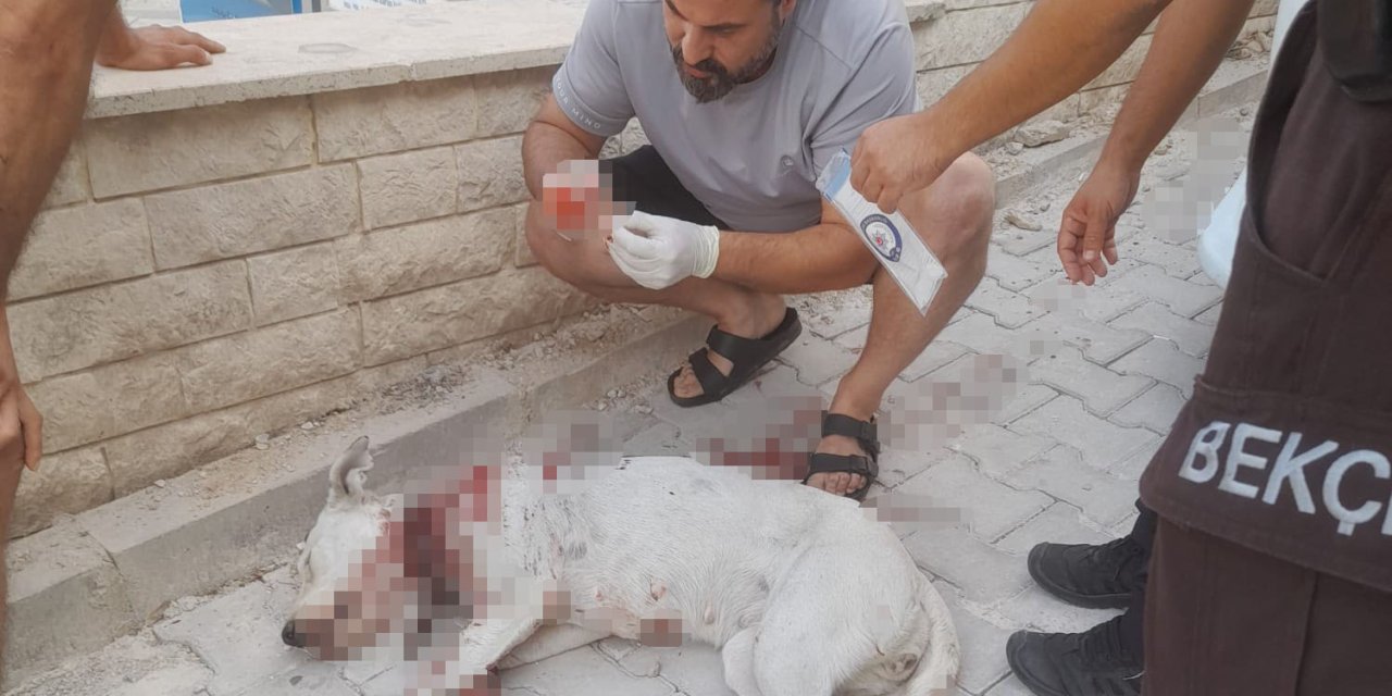 Hamile köpeğe tüfekle saldırı