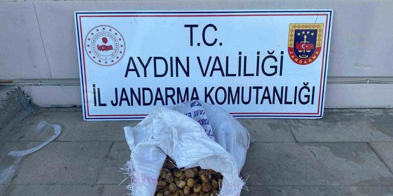 Bahçeden 50 kilo incir çalan şüpheliler jandarmadan kaçamadı