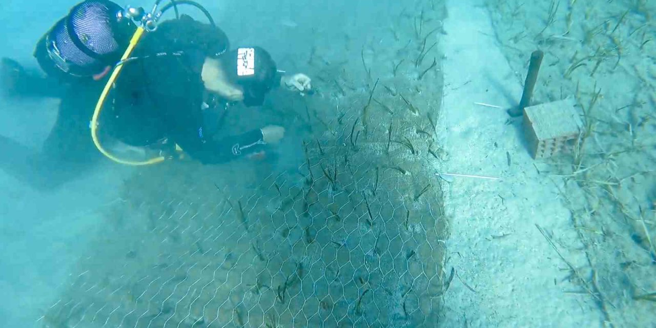 Göcek’te 2 bin yaşında deniz çayırı keşfedildi