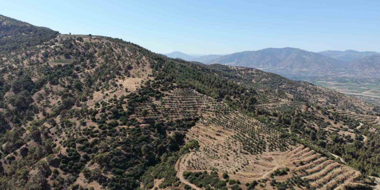 Karacasu Kaymakamlığı orman yangını riskine dikkat çekti