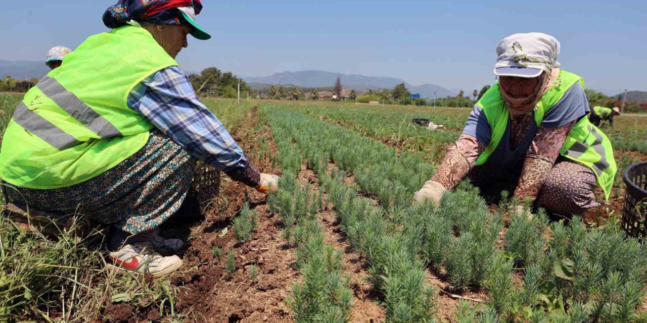 Yanan sahaların fidanları hazır