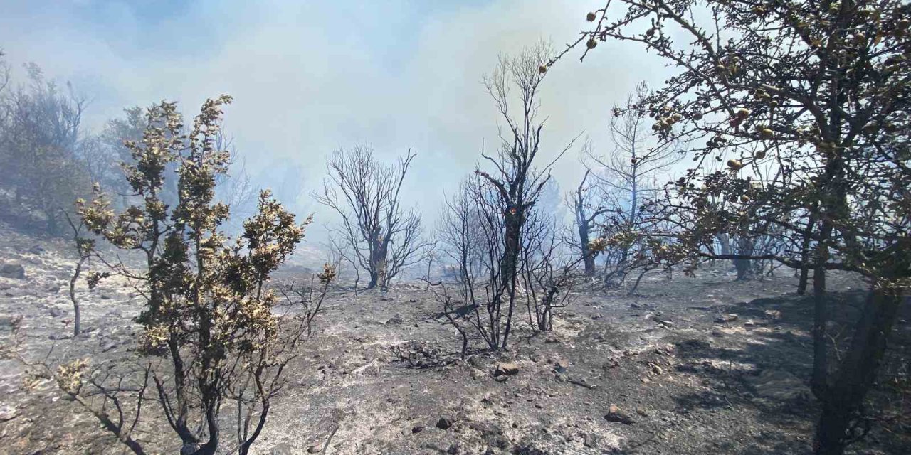 İzmir’de ormanlık alanda yangın çıktı: Havadan ve karadan müdahale başladı