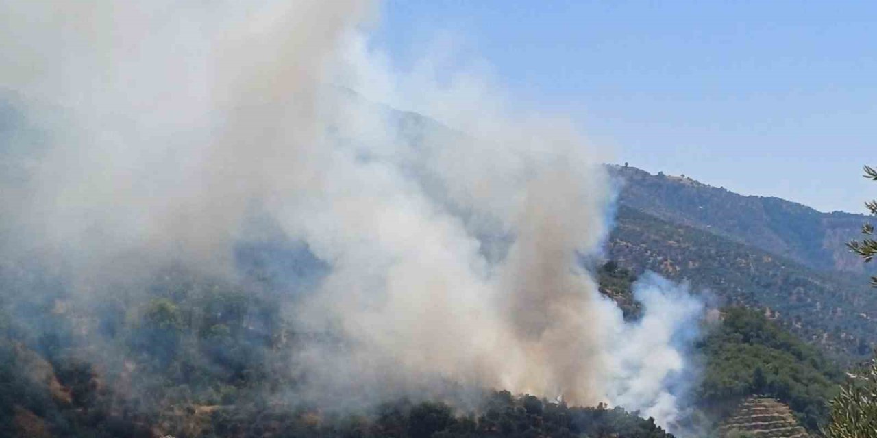 Aydın’da zirai alan yangını