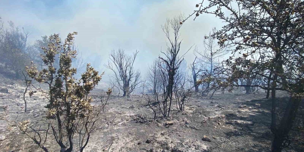 İzmir’deki orman yangını kontrol altına alındı