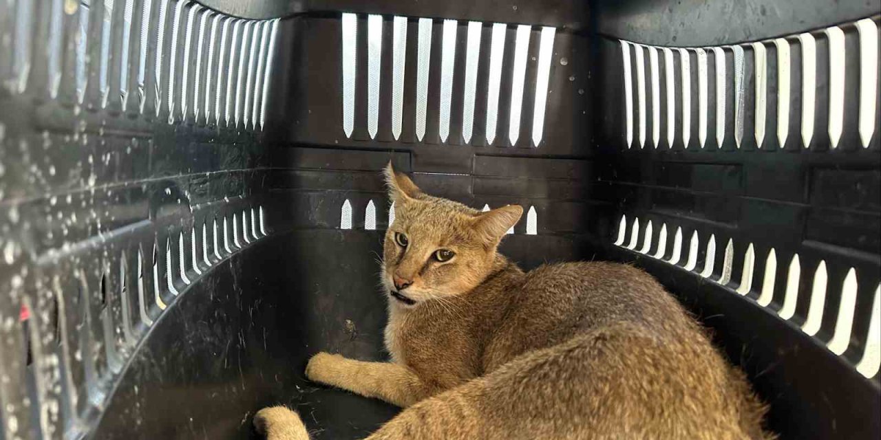 Didim’de yaralı halde bulunan dağ kedisi tedavi altına alındı