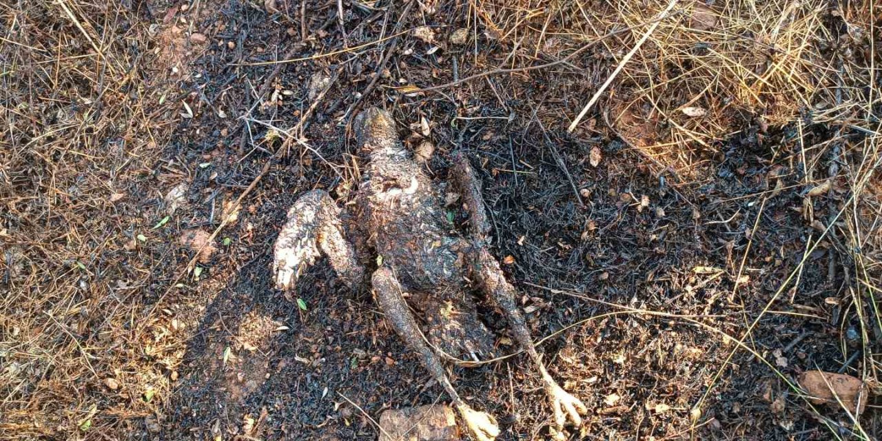 Enerji nakil hattına çarpan kuş yangına neden oldu