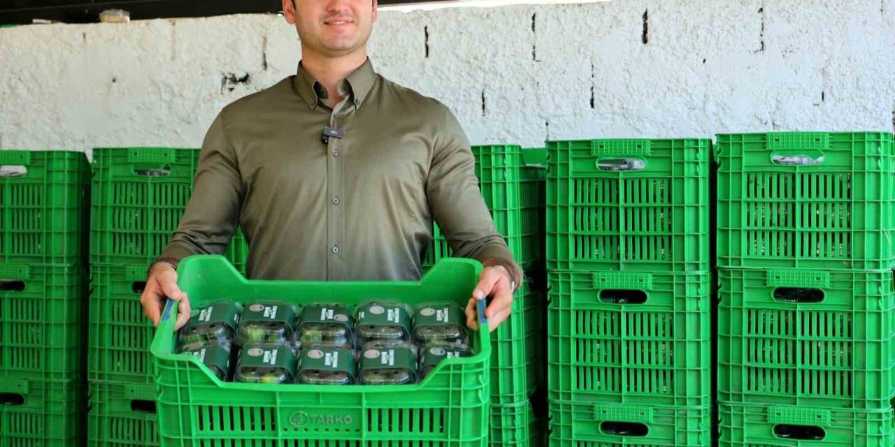 Yeşil Bodrum Mandalini, vatandaşla buluşuyor