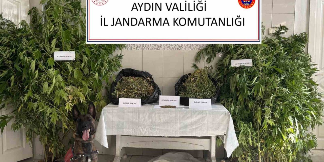 Bozdoğan’da uyuşturucu operasyonu: "Ormanlık alanda kenevir yetiştirmiş"