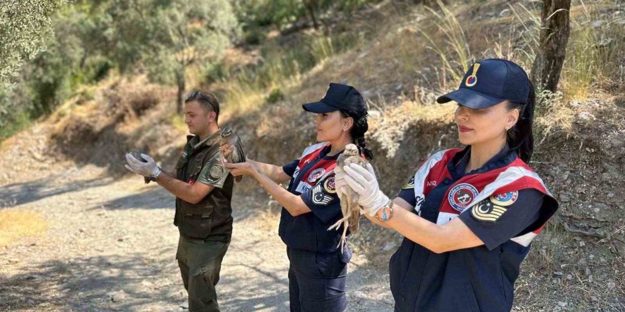 Doğa koruma faaliyetinde 25 bıldırcın ve 21 keklik ele geçirildi