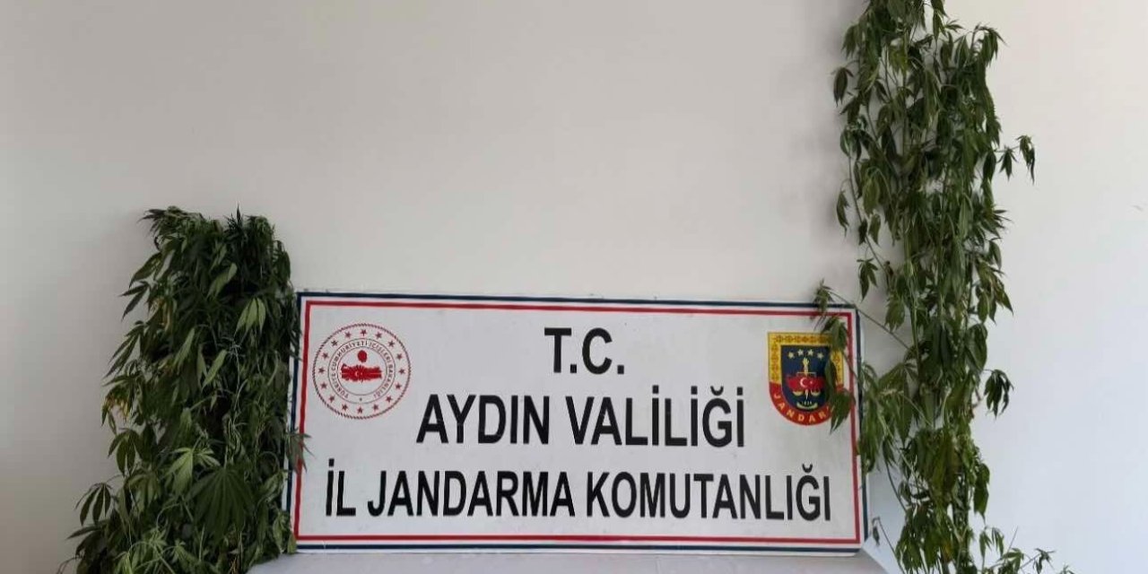 Jandarmadan uyuşturucu operasyonu: 12 şüpheli yakalandı