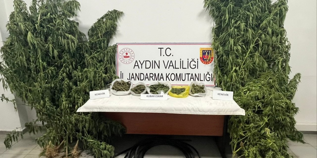 Kestane bahçesinde kenevir yetiştiren şüpheli yakalandı