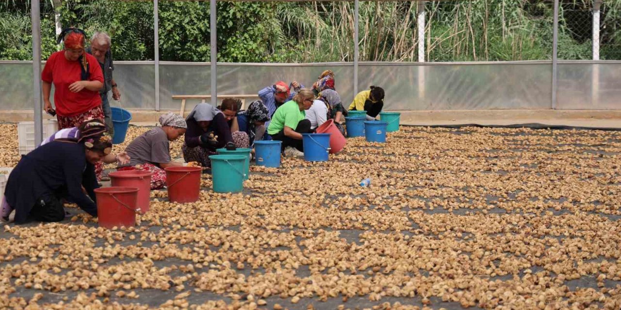 İncirlerini kurutmaya başlayan üreticilerin en büyük sıkıntısı hırsızlar