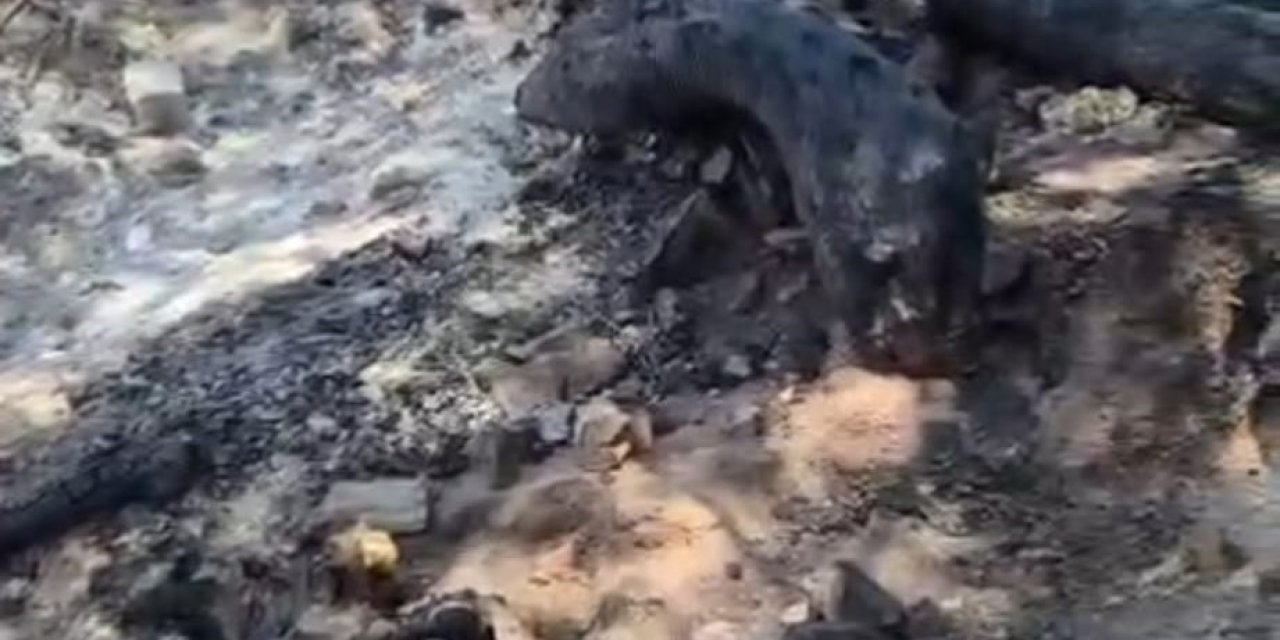 Denizli’deki yangın alanında kurtarılamayan bazı hayvanlar telef oldu