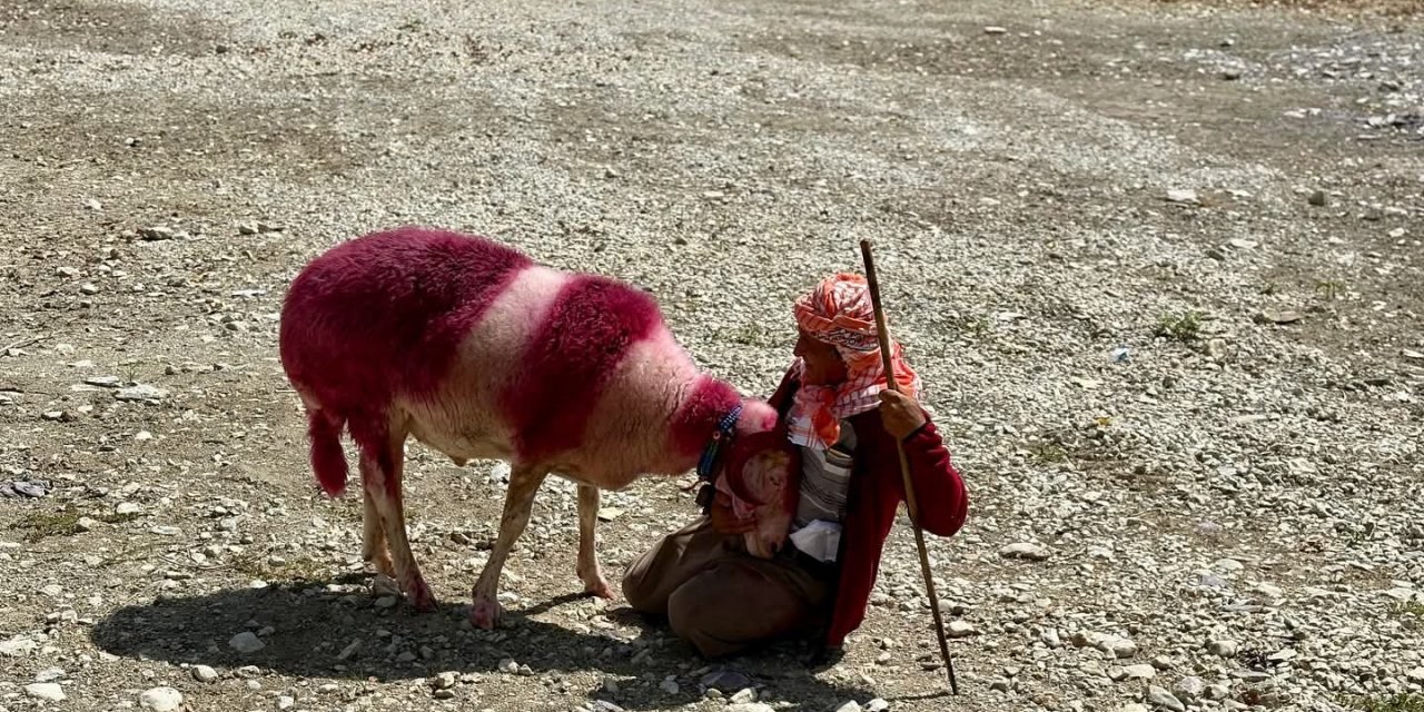 Kınalı koyunlar suya değil, kurumuş toprağa atladı