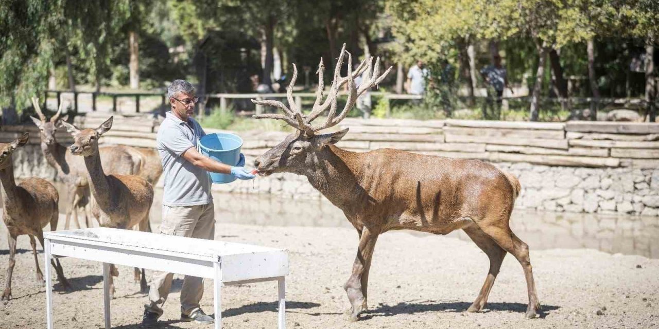 İyileşen kızıl geyik yeni yuvasında