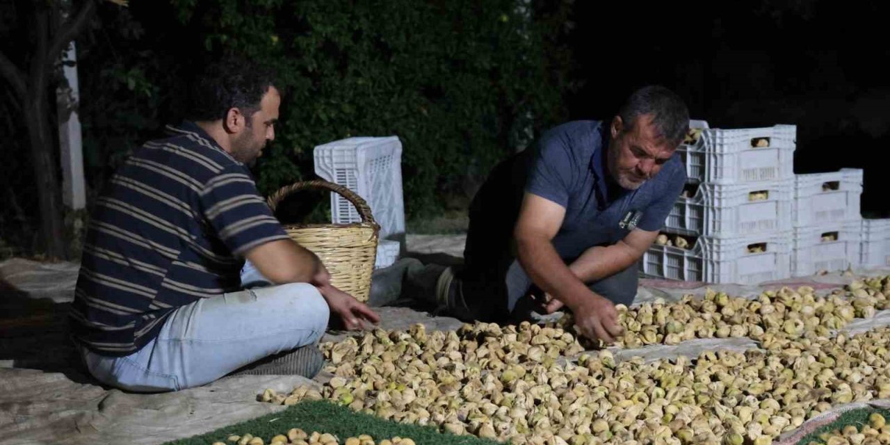 İncir üreticisi gecesini gündüzüne katarak üretim yapıyor