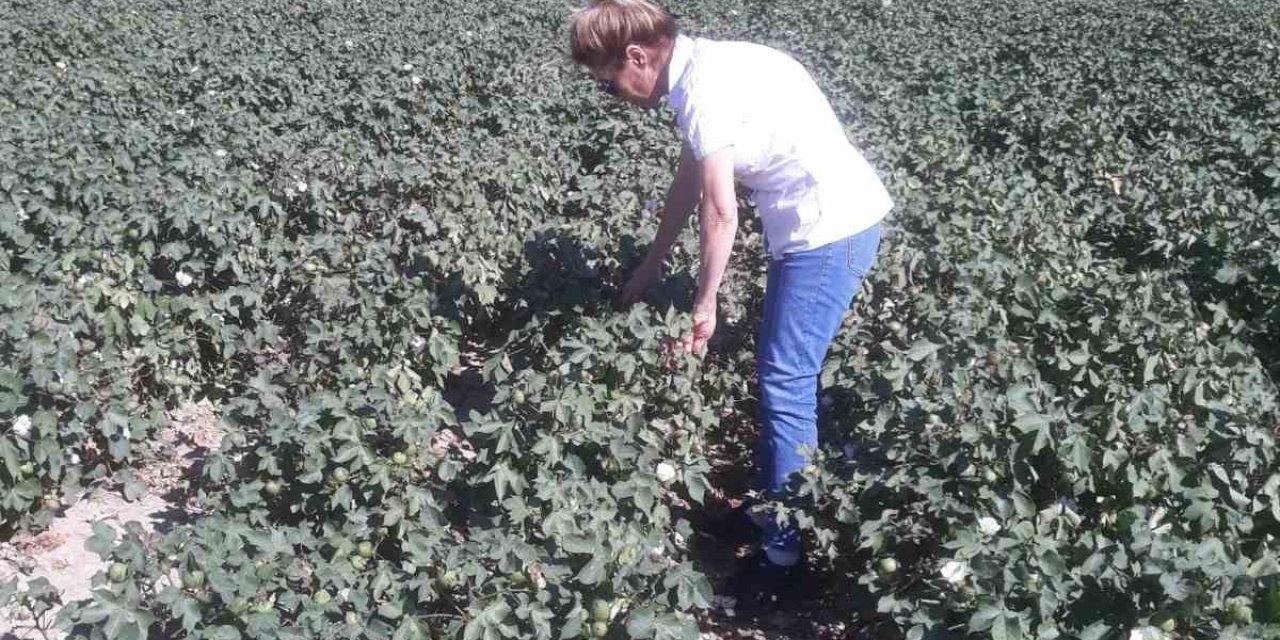 Söke’de zararlı popülasyonunda artış gözlemlendi