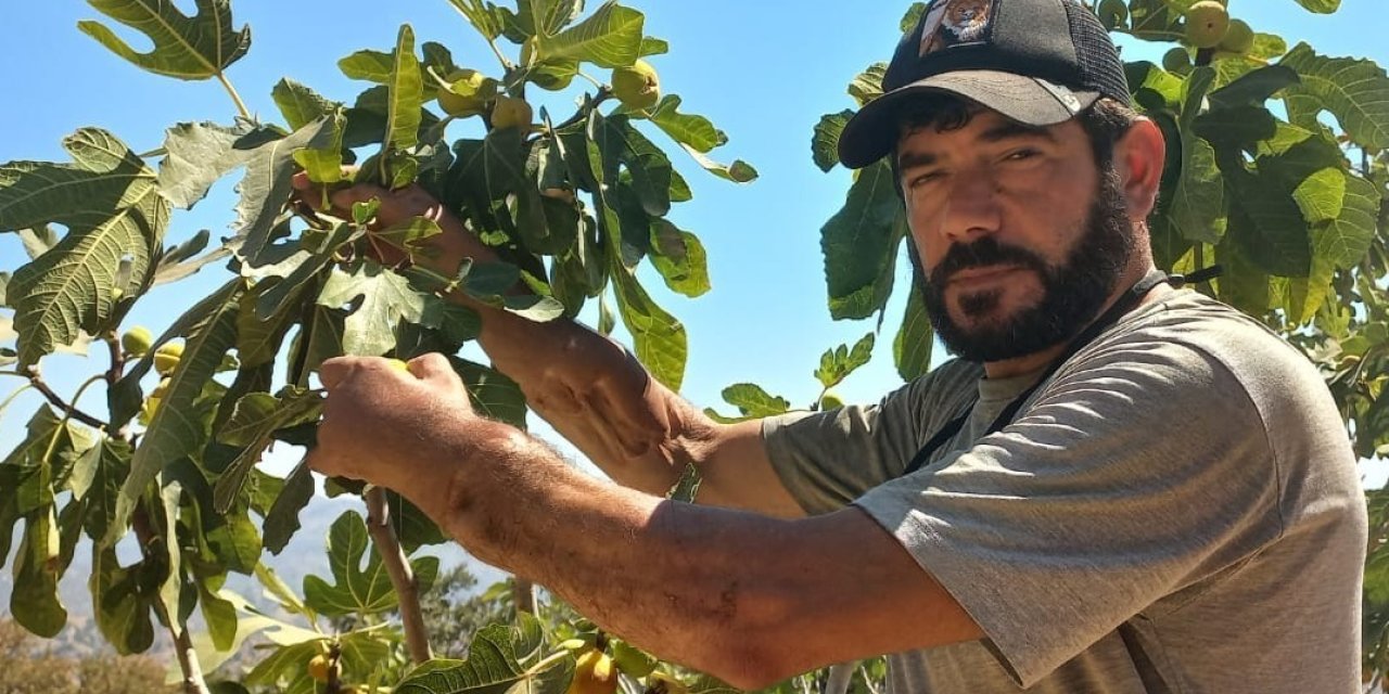 Başkasının kollarıyla incir hasadı yapıyor