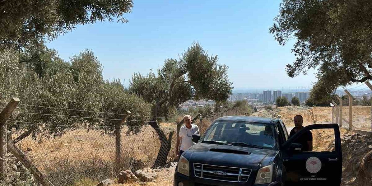 Söke’de zeytin rekolte tahmin çalışmaları başladı