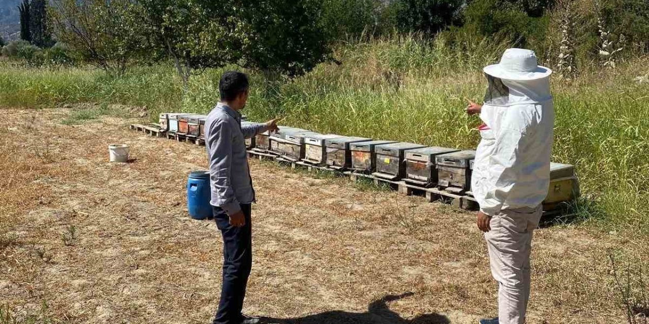 Arıcılık desteklemeleri için kovan sayımları tamamlandı