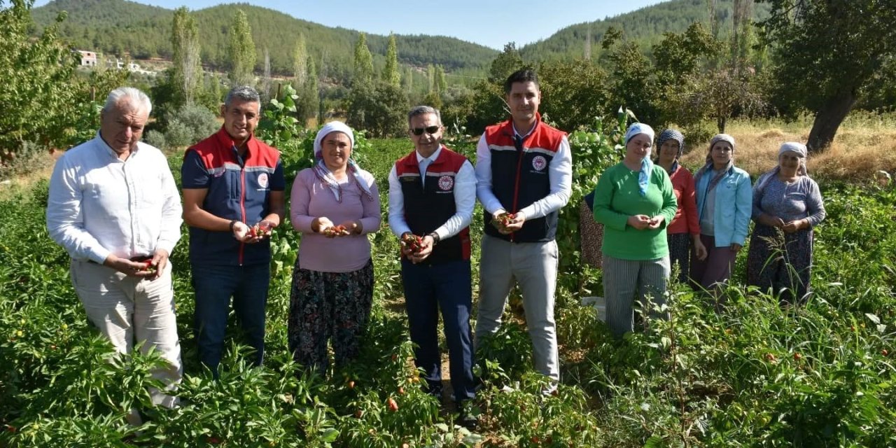 Bozdoğan’da turşuluk biber hasadı gerçekleştirildi