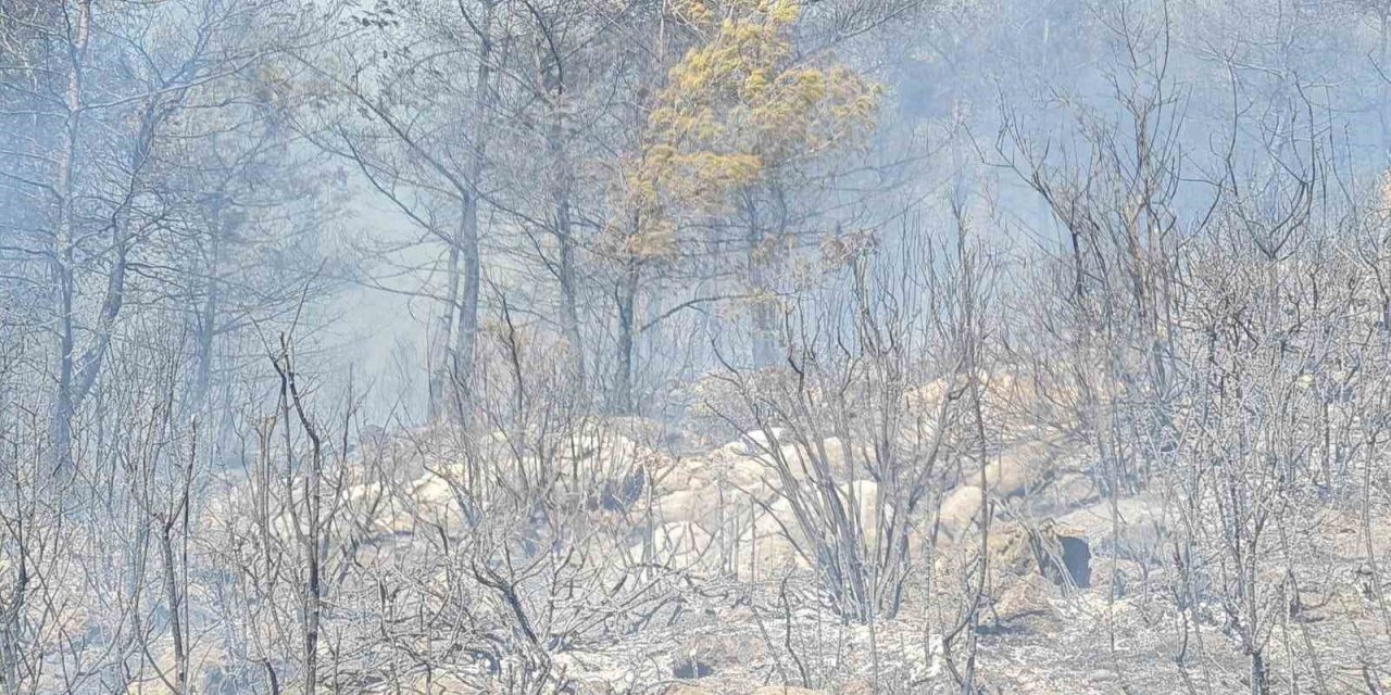 Bodrum orman yangınına yoğun müdahale