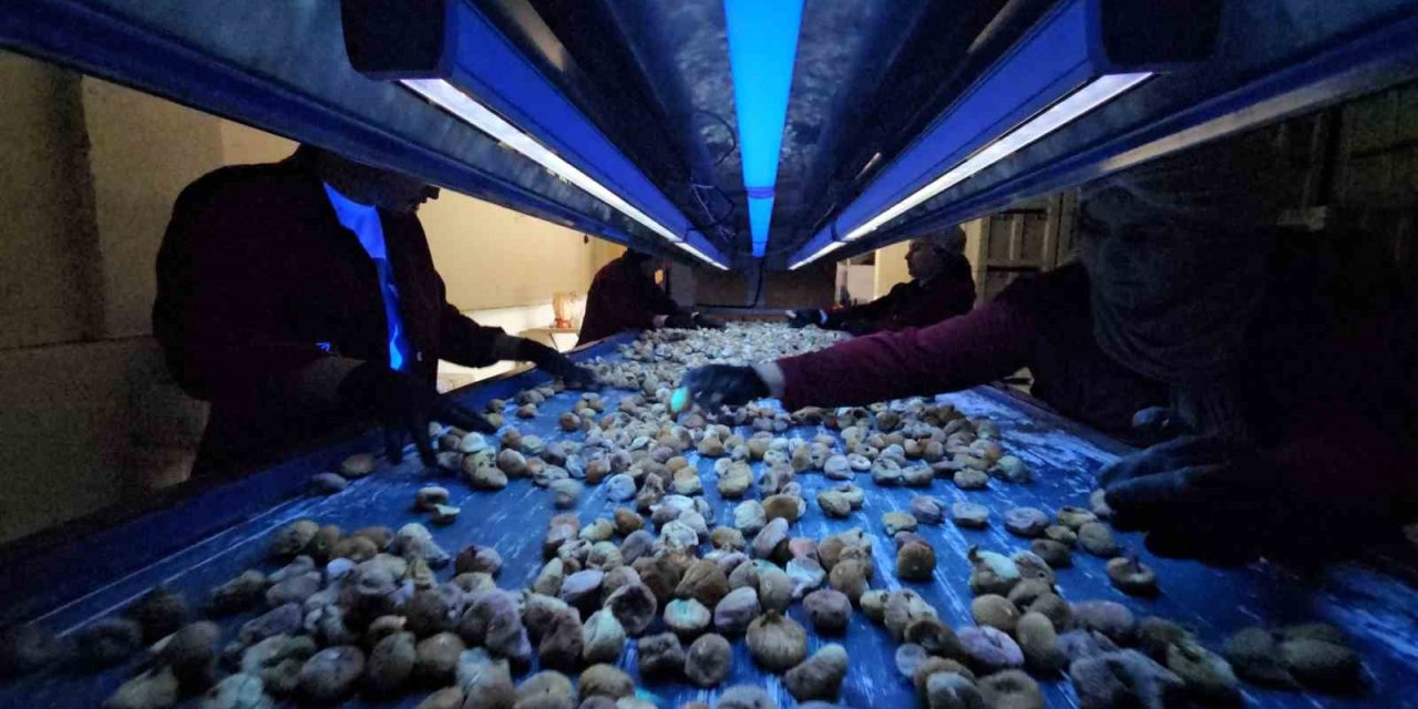 Aflatoksinli incire geçit yok