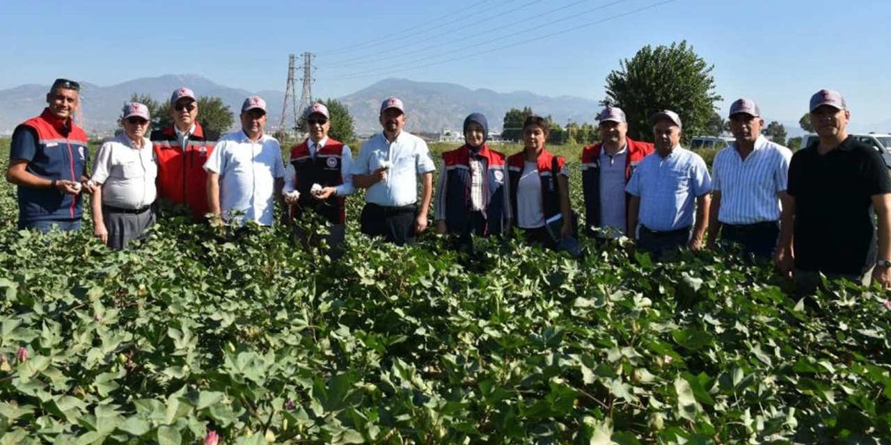 Aydın’da pamuk tarlalarında inceleme: “Pamuk, stratejik bir ürün”