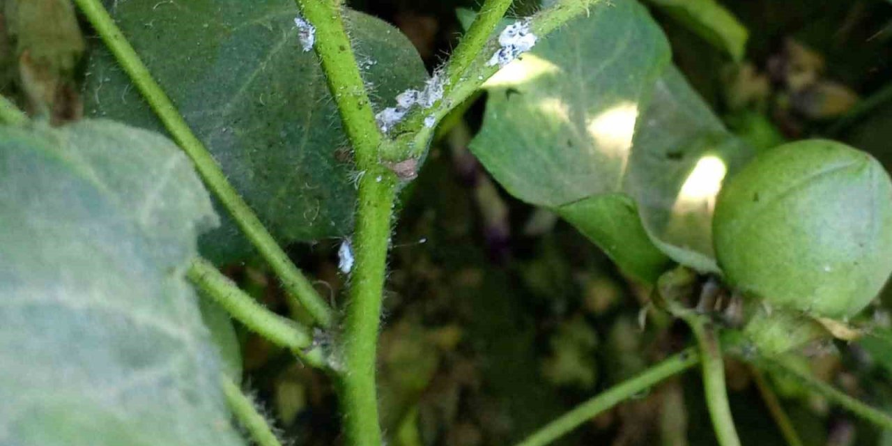 Nazilli’de pamuk üreticilerine unlu bit uyarısı