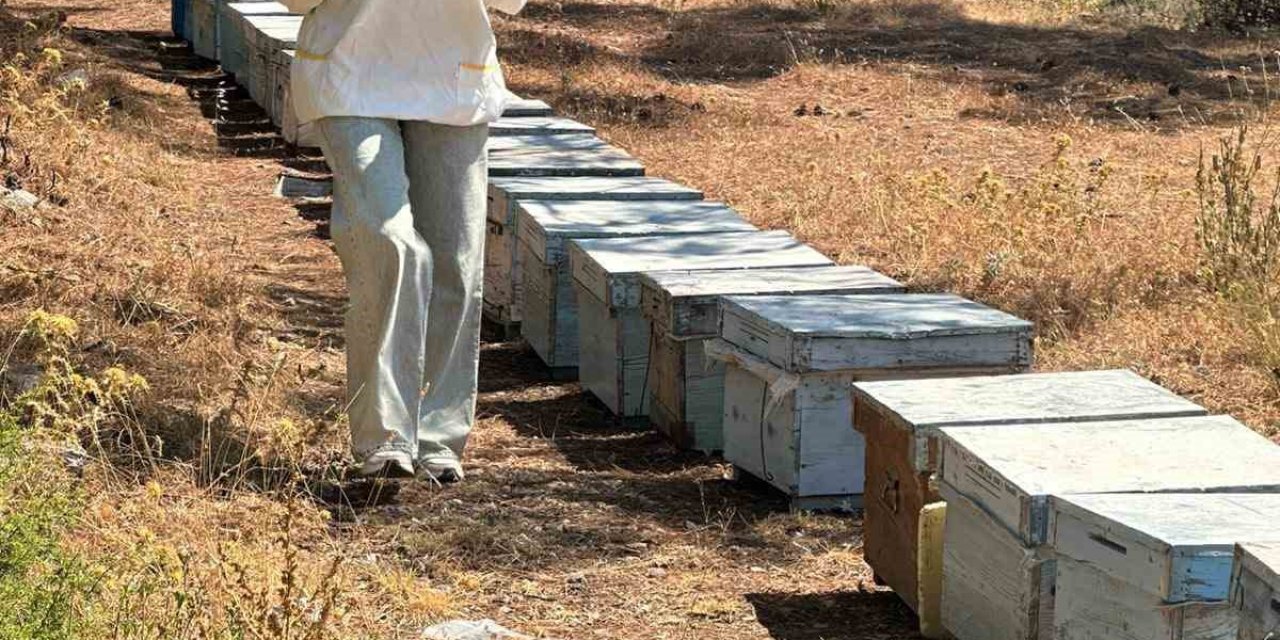 Menteşe’de arı kovan destekleme tespit çalışmaları devam ediyor