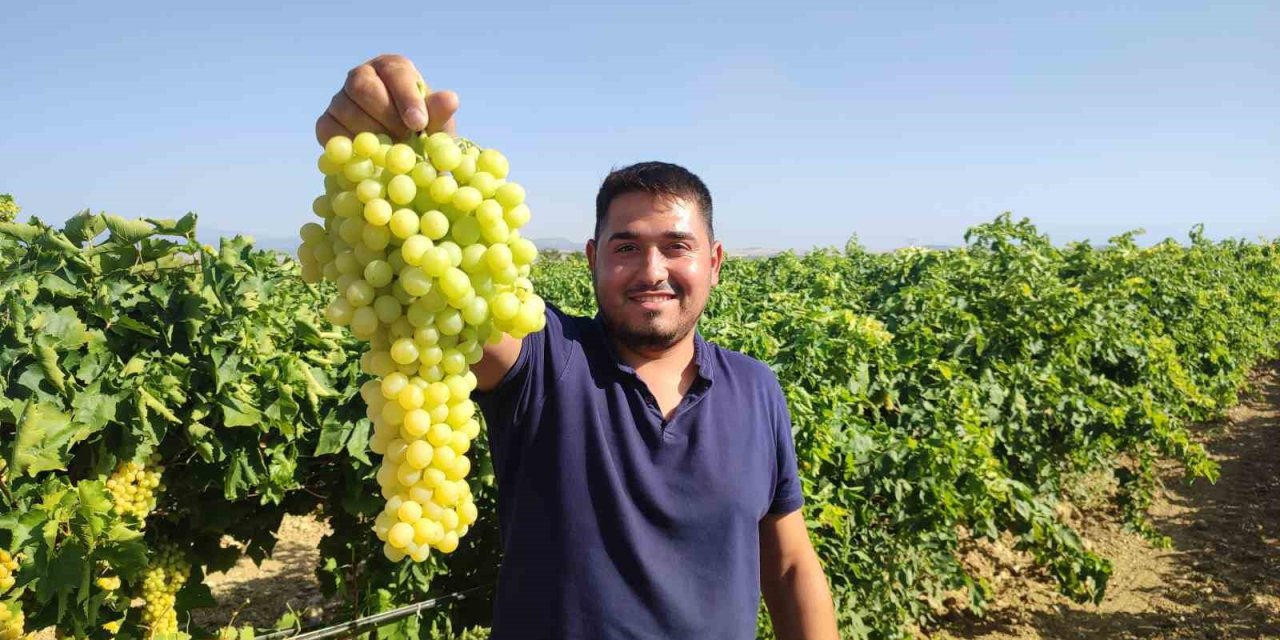 Coğrafi işaretli İsabey çekirdeksiz üzümünde hasat başladı