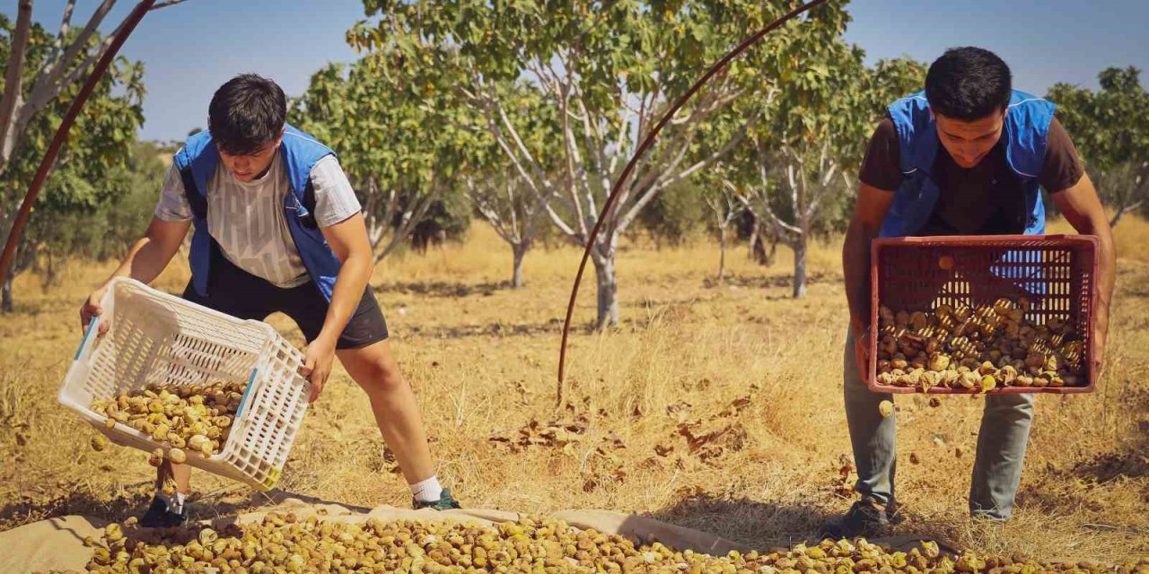 Gönüllü gençler incir üreticisinin alın terine ortak oldu