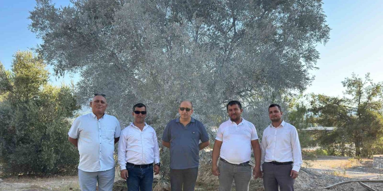 Zeytin ağacı bilimsel yöntemlerle taşındı