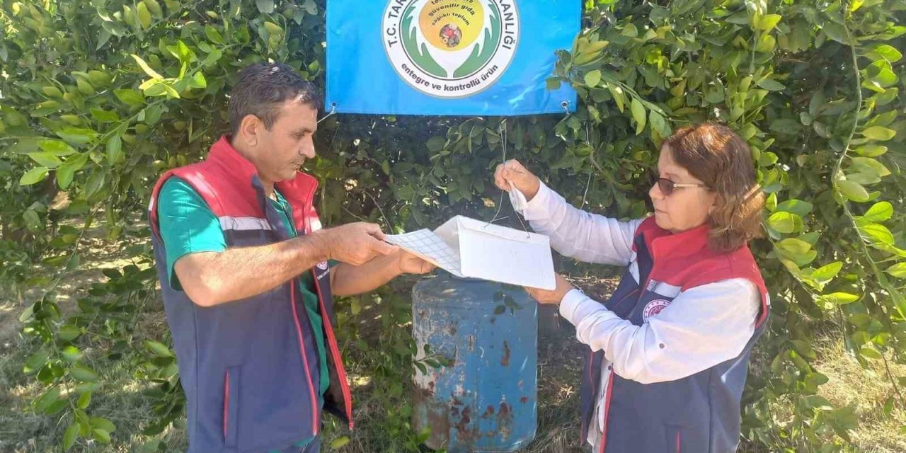 Aydın’da Akdeniz meyve sineği ile mücadele başladı