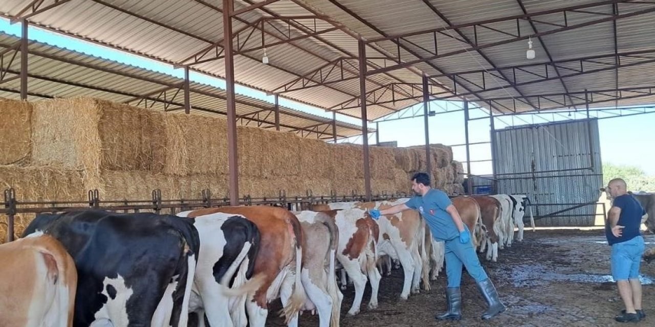 Nazilli’de aşılama çalışmaları sürüyor