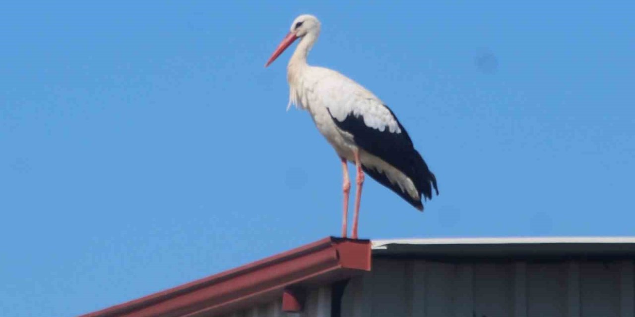 Kuşadası’na ilk defa leylek geldi