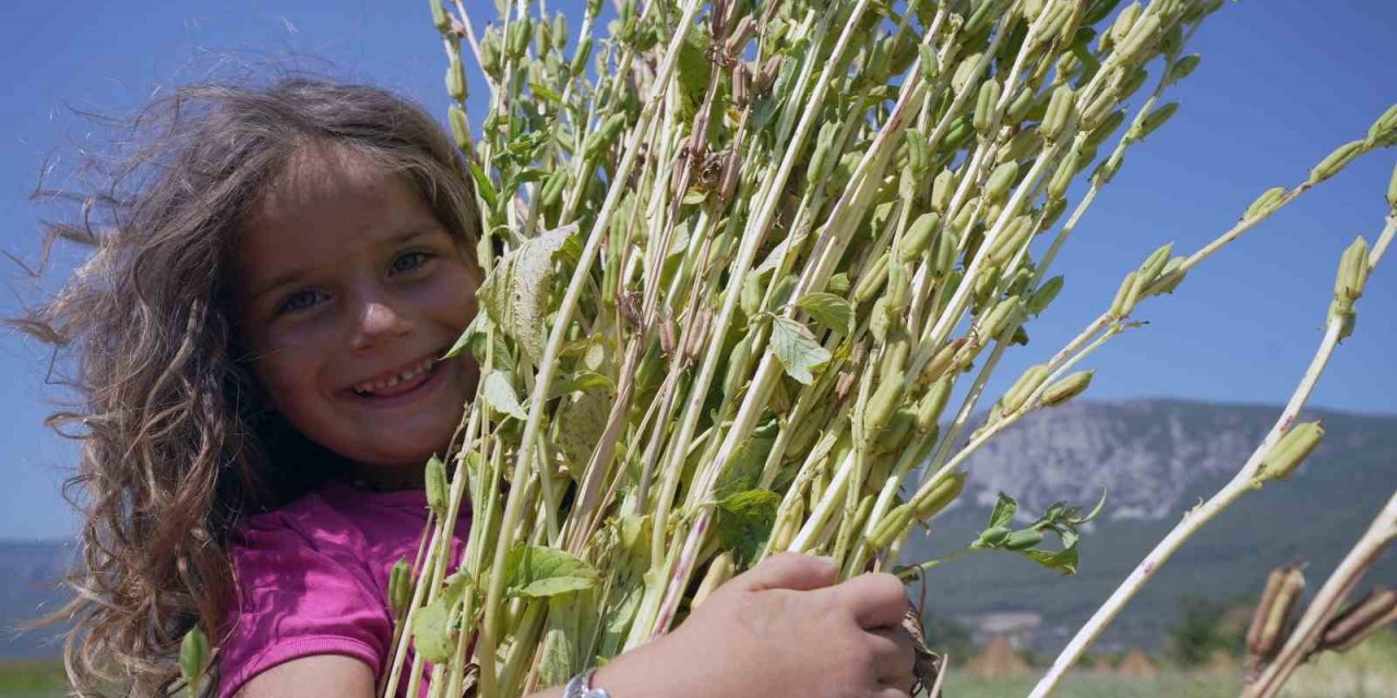 Japonlar’ın suşi susamı Gökova’dan