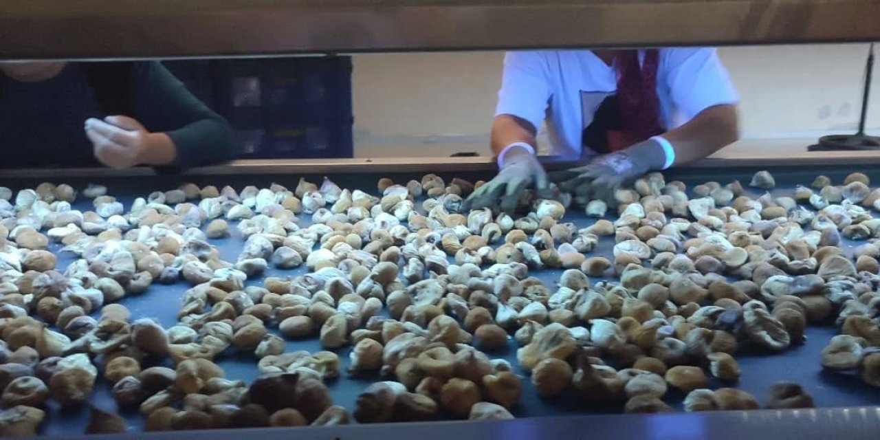 Aydın’da incir depoları denetlendi