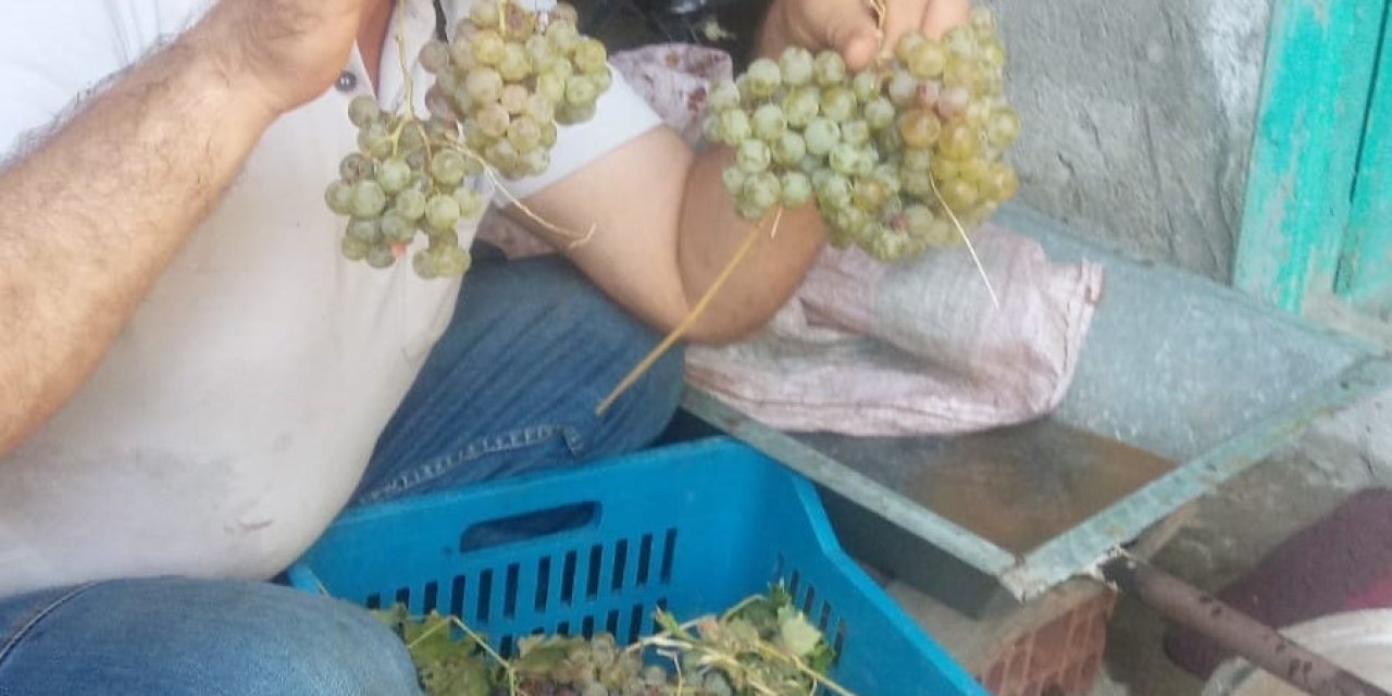 Aydın’da pekmez yapım sezonu başladı