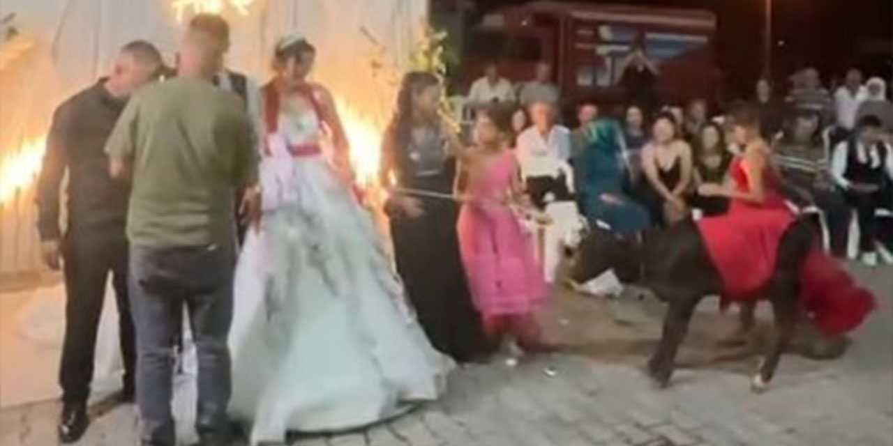 Damat görünce kahkahaya boğuldu:  Düğün hediyesi buzağı çıktı